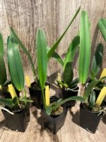 Cattleya purpurata var. carnea x sib (2.25” Pot) - Image 3