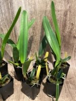 Cattleya purpurata var. carnea x sib (2.25” Pot) - Image 2