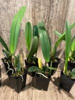 Cattleya purpurata var. carnea x sib (2.25” Pot) - Image 4