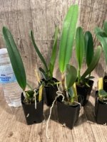 Cattleya purpurata var. carnea x sib (2.25” Pot) - Image 5