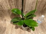 Triple Spikes Mystery Phalaenopsis With 2 Keiki (4.5" pot) - Image 8