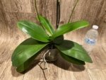 Triple Spikes Mystery Phalaenopsis With 2 Keiki (4.5" pot) - Image 7