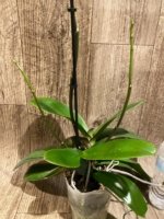 Triple Spikes Mystery Phalaenopsis With 2 Keiki (4.5" pot) - Image 5
