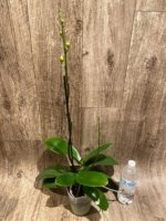 Triple Spikes Mystery Phalaenopsis With 2 Keiki (4.5" pot) - Image 4