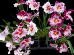 In Spikes Miltoniopsis Breathless ‘Fireworks’ (3.5" Pot) - Image 2