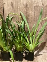 In Spikes Miltoniopsis Breathless ‘Fireworks’ (3.5" Pot) - Image 7