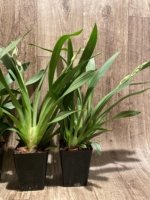 In Spikes Miltoniopsis White Truffle 'Bright Eyes' (3.5" pot) - Image 7