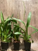 IN SPIKE - Oncidium Wild Willie Bingo'’ (3.5” Pot) - Image 6