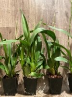 IN SPIKE - Oncidium Wild Willie Bingo'’ (3.5” Pot) - Image 4