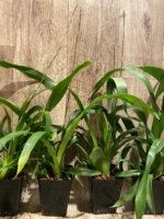 In Spikes - Fragrant Oncidium Heaven Scent ‘Redolence’ (3.5” Pot) - Image 7