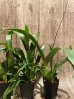 In Spikes - Fragrant Oncidium Heaven Scent ‘Redolence’ (3.5” Pot) - Image 8