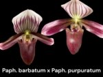 In Spike Paphiopedilum Barbato-Purpuratum (barbatum x purpuratum) (2" pot)
