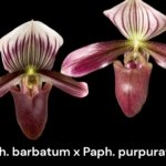 In Spike Paphiopedilum Barbato-Purpuratum (barbatum x purpuratum) (2" pot)