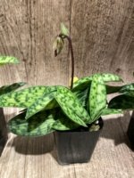 In Spike Paphiopedilum Barbato-Purpuratum (barbatum x purpuratum) (2" pot) - Image 2