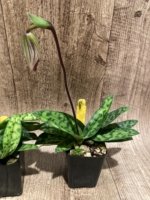 In Spike Paphiopedilum Barbato-Purpuratum (barbatum x purpuratum) (2" pot) - Image 3