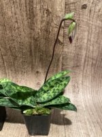 In Spike Paphiopedilum Barbato-Purpuratum (barbatum x purpuratum) (2" pot) - Image 5