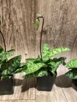 In Spike Paphiopedilum Barbato-Purpuratum (barbatum x purpuratum) (2" pot) - Image 4