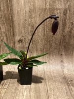 In Spike Paphiopedilum QF Wainani x barbatum (2" pot) - Image 2