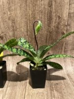 In Spike Paphiopedilum William Lewis (Death Poem x Magical Contrasts)(2" pot) - Image 4