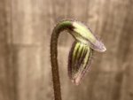 In Spike Paphiopedilum fairrieanum v. album 'Green Satin' × 'Toteum' x fowllei album (2” pot)