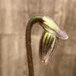 In Spike Paphiopedilum fairrieanum v. album 'Green Satin' × 'Toteum' x fowllei album (2” pot)