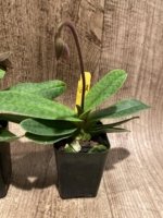 In Spike Paphiopedilum fairrieanum v. album 'Green Satin' × 'Toteum' x fowllei album (2” pot) - Image 7