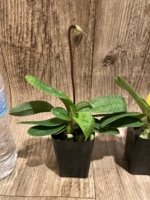 In Spike Paphiopedilum fairrieanum v. album 'Green Satin' × 'Toteum' x fowllei album (2” pot) - Image 4