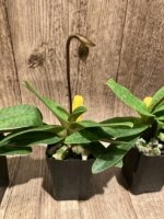 In Spike Paphiopedilum fairrieanum v. album 'Green Satin' × 'Toteum' x fowllei album (2” pot) - Image 5