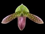 In Spike Paphiopedilum Chiara (Iawrenceanum v. hyeanum x sukhakulii) (2” Pot) - Image 2
