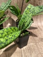 In Spike Paphiopedilum Chiara (Iawrenceanum v. hyeanum x sukhakulii) (2” Pot) - Image 7