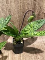 In Spike Paphiopedilum Chiara (Iawrenceanum v. hyeanum x sukhakulii) (2” Pot) - Image 5