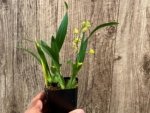 In Spikes - Fragrant Mini Oncidium Twinkle ‘Oro’ (2” Pot) - Image 4