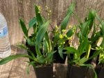 In Spikes - Fragrant Mini Oncidium Twinkle ‘Oro’ (2” Pot) - Image 7
