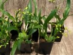 In Spikes - Fragrant Mini Oncidium Twinkle ‘Oro’ (2” Pot) - Image 8