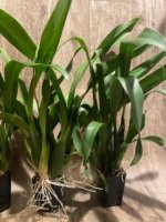 In Spike Huge plants Aliceara Pacific Nova 'Butter Buds' (3.5” pot) - Image 7