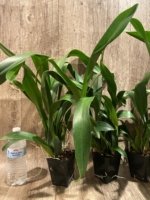 In Spike Huge plants Aliceara Pacific Nova 'Butter Buds' (3.5” pot) - Image 4