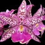 In Spike Beallara Memoria Donald Yamada (3.5" pot)