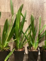 In Spike Beallara Memoria Donald Yamada (3.5" pot) - Image 5