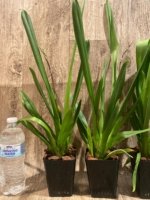 In Spike Beallara Memoria Donald Yamada (3.5" pot) - Image 4