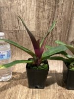 Paphiopedilum QF Lorrafairrie (Lorraines Pride x fairrieanum) BS (3.5” pot) - Image 7