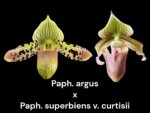 Paphiopedilum Eustaceanum (argus x superbiens v. curtisii) BS (3.5” pot)