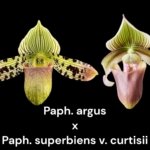 Paphiopedilum Eustaceanum (argus x superbiens v. curtisii) BS (3.5” pot)