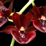 In Spike Catasetum Mark's Red Hermosa (3.5” pot)