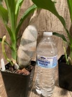 In Spike Catasetum Mark's Red Hermosa (3.5” pot) - Image 8