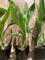 In Spike Catasetum Mark's Red Hermosa (3.5” pot) - Image 5