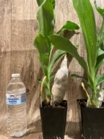 In Spike Catasetum Mark's Red Hermosa (3.5” pot) - Image 7