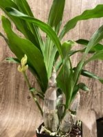 In Spike Catasetum Mark's Red Hermosa With 3 New Growths (3.5” pot) - Image 7