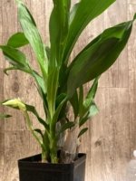 In Spike Catasetum Mark's Red Hermosa With 3 New Growths (3.5” pot) - Image 5