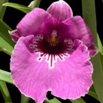 Triple Spikes Miltoniopsis Pretty In Pink (3.5" pot)