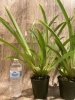 Double Spikes Miltoniopsis Pretty In Pink (3.5" pot) - Image 9